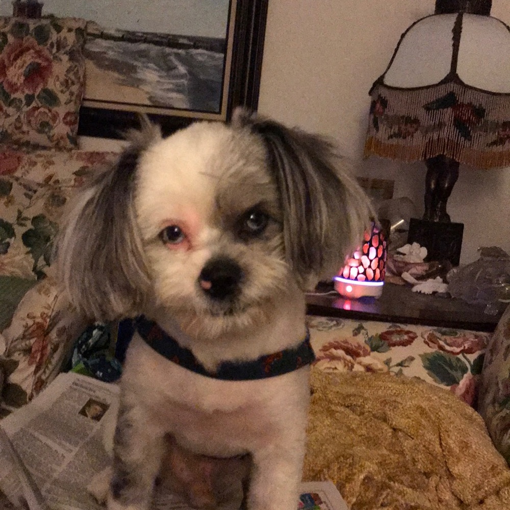 Meet your Posher, Cynthia